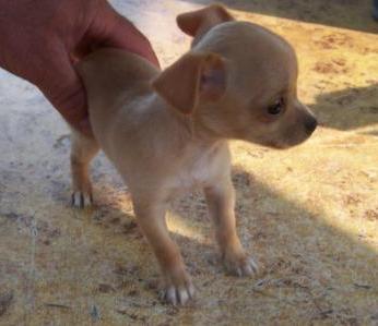 Süße Mini Chihuahua Welpen in Schönwald | Tiere | Kleinanzeigen
