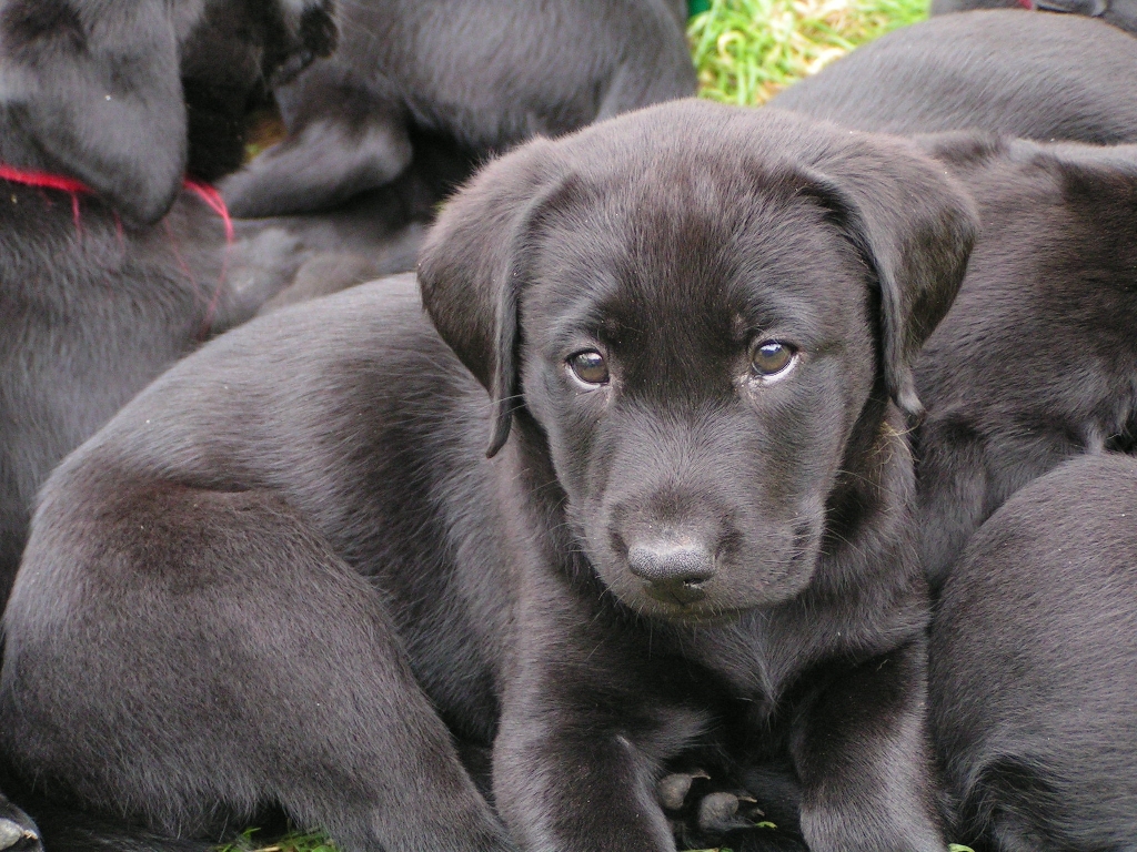 Labrador Welpen Kaufen Hessen