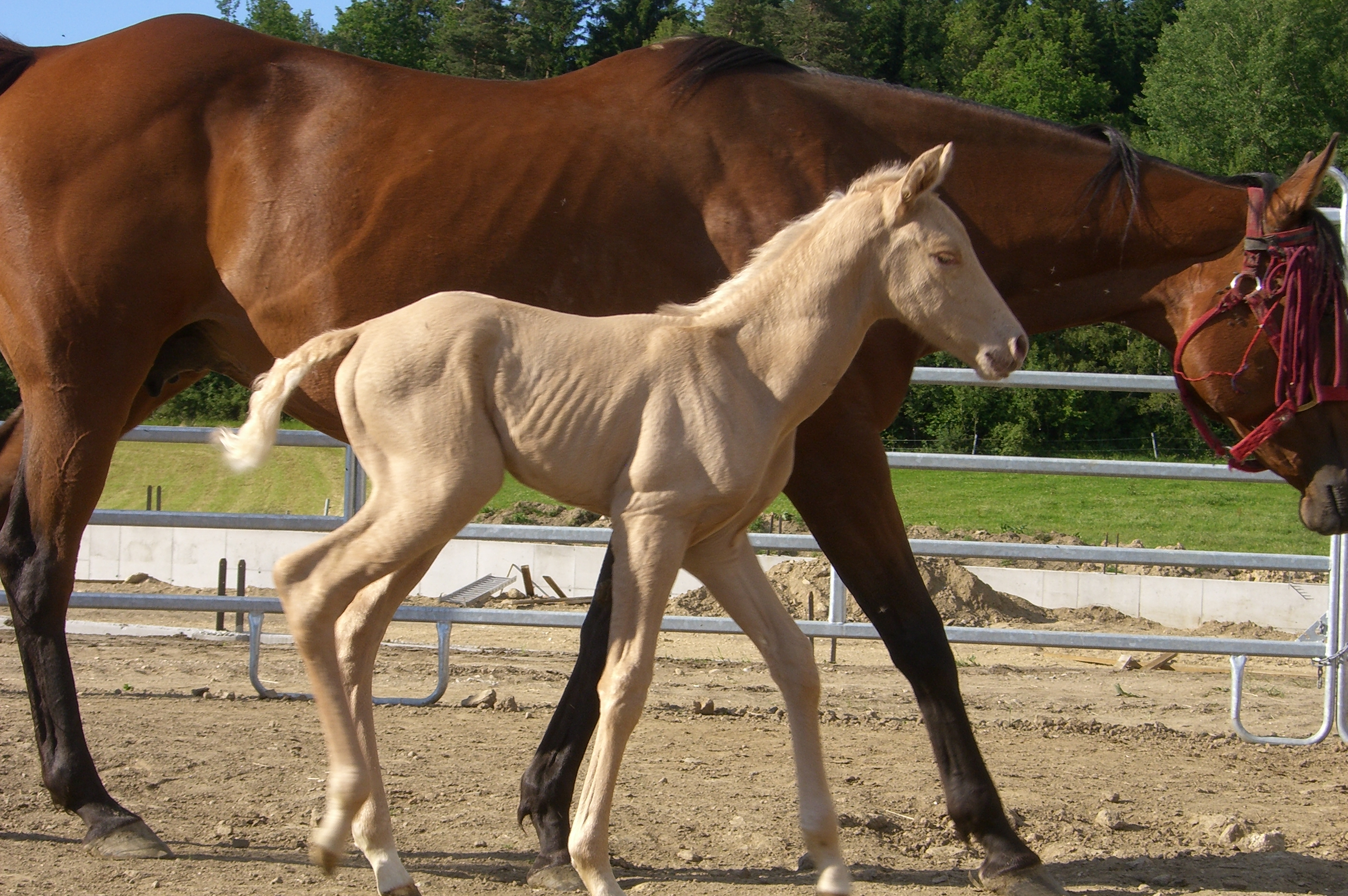Palomino Pferde Palomino Pferde