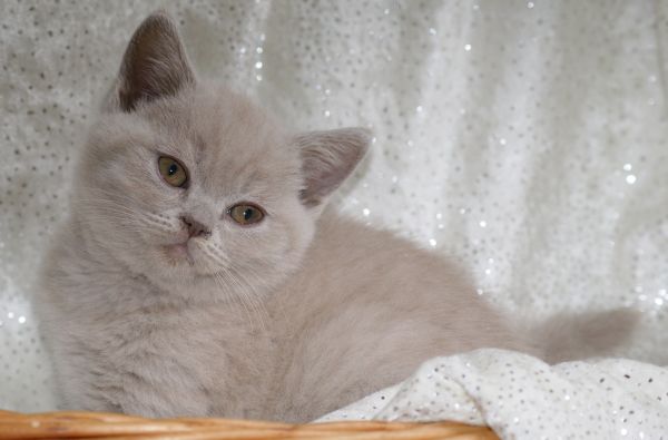 Wunderschöne Britisch Kurzhaar Kitten in creme weiß und lilac in Feucht