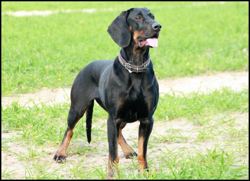 Welpen GONCZY POLSKI Polnischer Laufhund Bracke Jagdhund