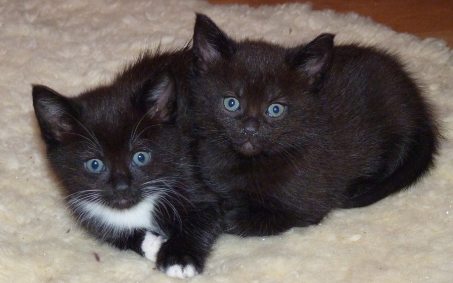 Flaschenbaby MAINE COON MIX Kitten schwarz weiß sucht ab ...
