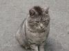 Sie suchen eine Katze? 