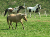 Weide und Boxen 2013