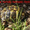 Italienische Landschildkröten Testudo hermanni hermanni Nachzucht 2016