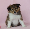 bezaubernde Sheltiewelpen