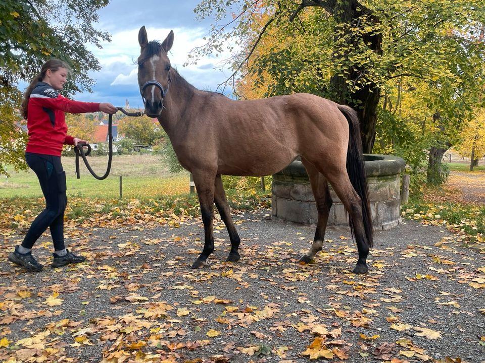 Sehr schöne Quarter Horse Mix Stute zu verkaufen in Halberstadt Tiere Kleinanzeigen