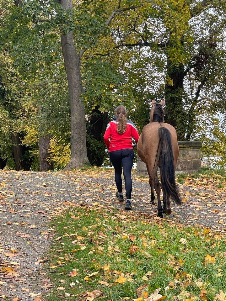 Sehr schöne Quarter Horse Mix Stute zu verkaufen in Halberstadt Tiere Kleinanzeigen