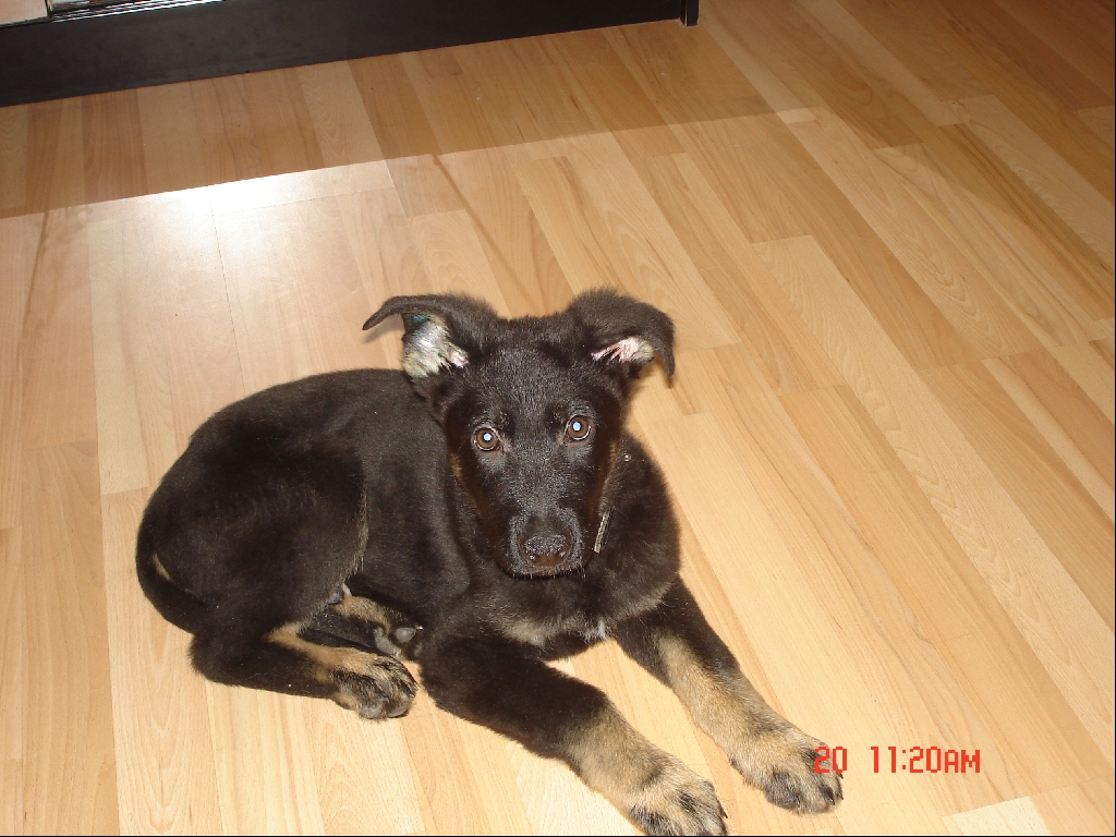 Kleinanzeigen Hunde Seite 24