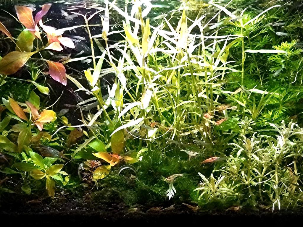 PATKAW 4 Stück Aquarium Pflanzenständer - Hängekörbe Für Wasserpflanzen