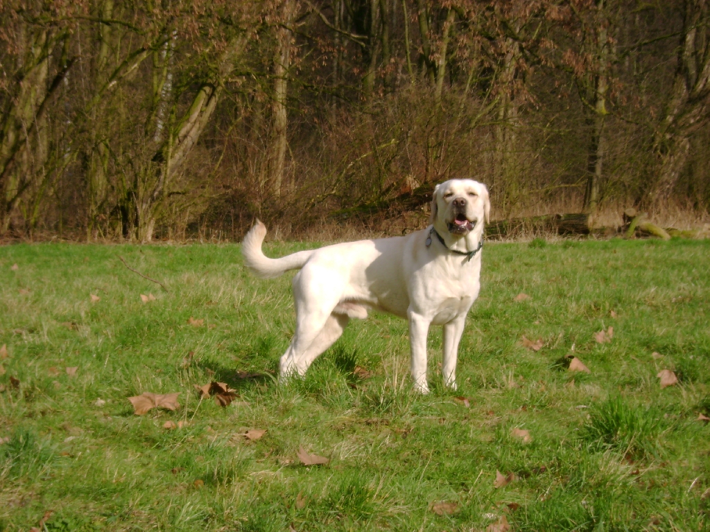 Sportlicher Labrador Deckrude Sucht Frau Zum Decken In Dusseldorf Tiere Kleinanzeigen