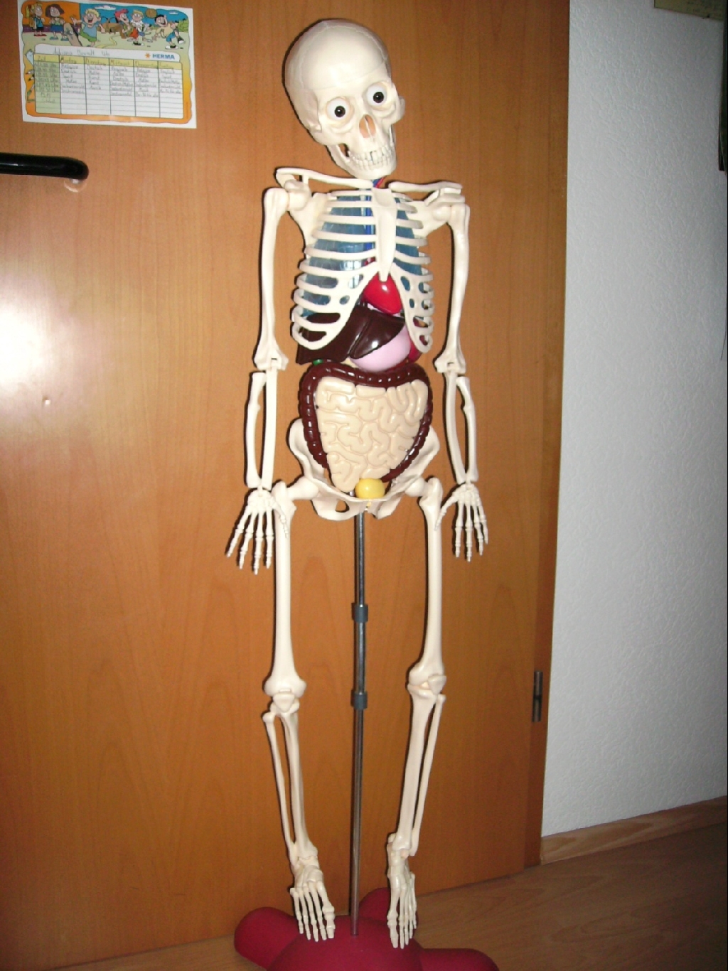 Skelett MENSCH Ferdinand in Ahaus | Baby und Kind | Kleinanzeigen