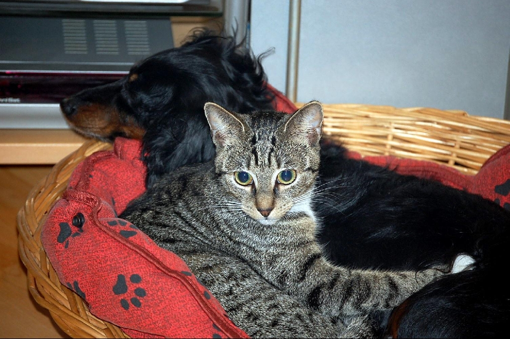 Tiere kleinanzeigen in selfkant seite 7