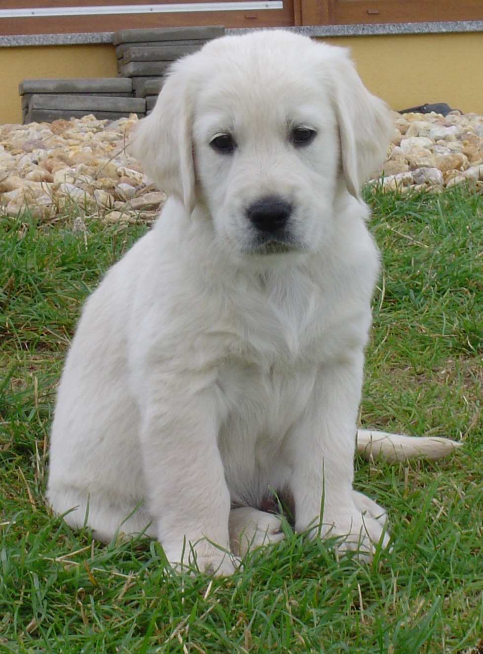 Golden Retriever Welpen in Hartenstein - 320434