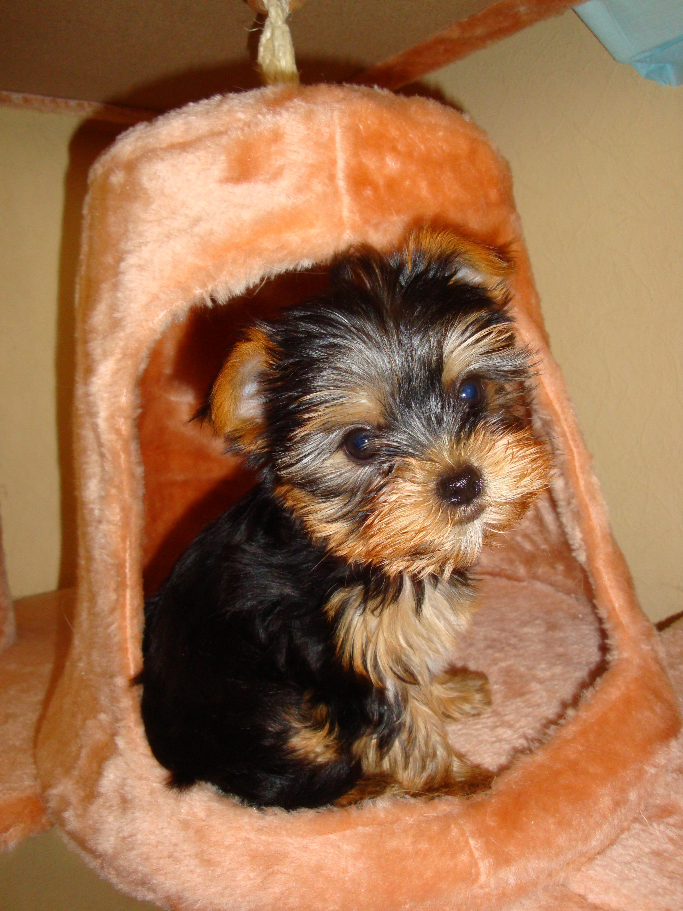 Yorkshire Terrier Mini gehen aufs Katzenklo in Homburg | Tiere | Kleinanzeigen2736 x 3648