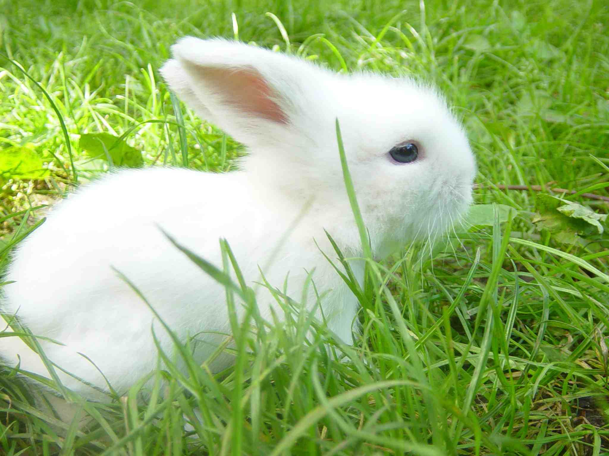 Kleinanzeigen Hasen, Kaninchen - Seite 14