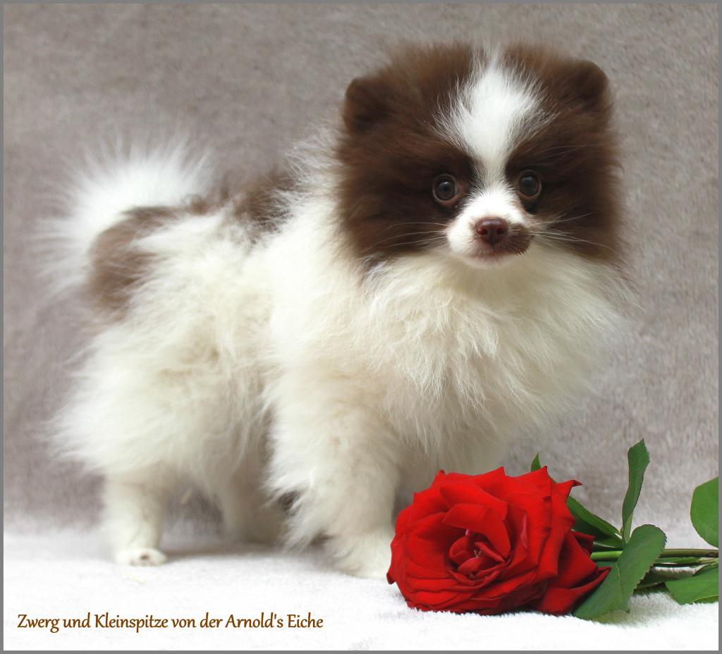 Teacup Pomeranianhündinwelpe gescheckt in Rodalben Tiere Kleinanzeigen