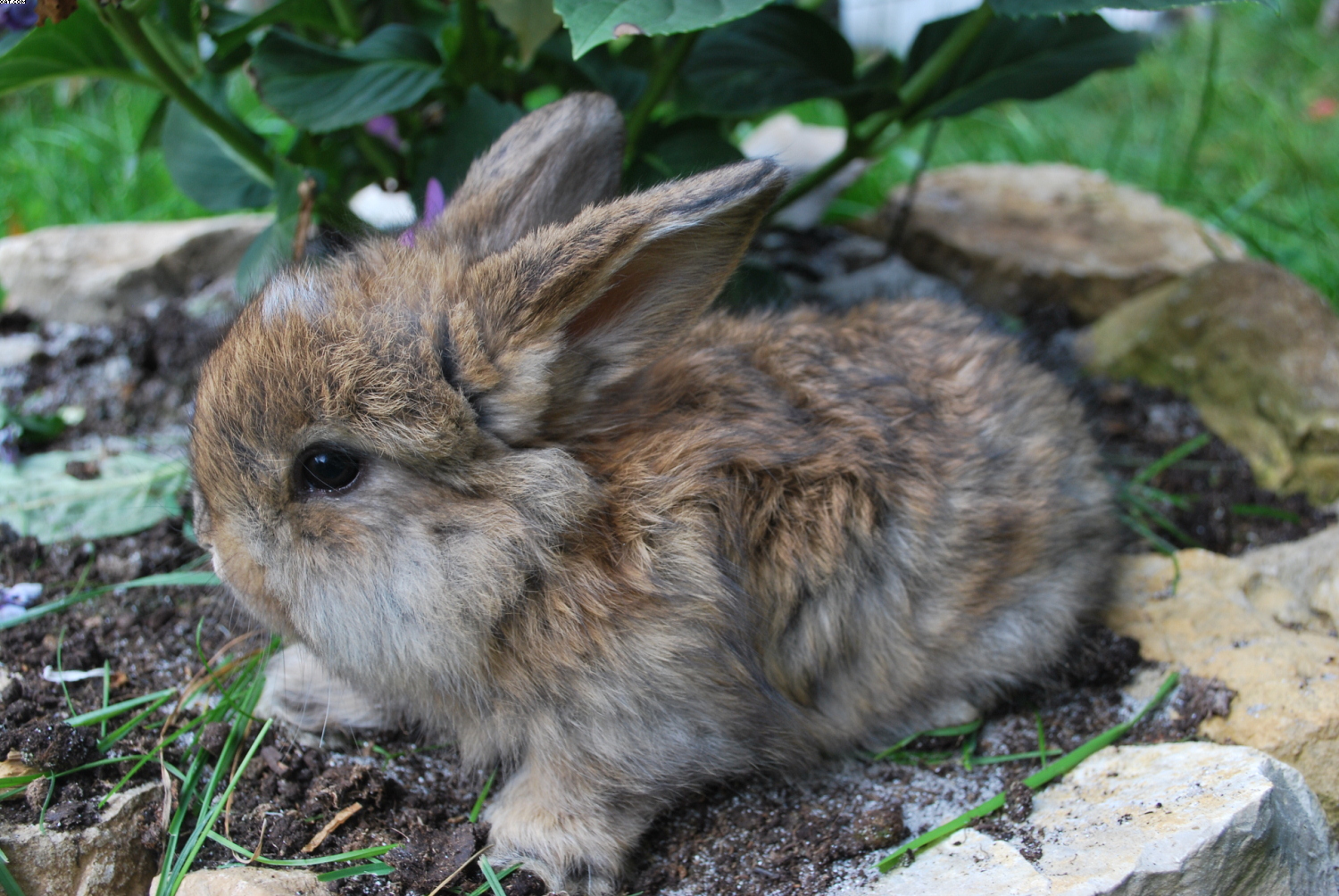 Kleine Kaninchen Mini Lop Cashmerewidder Nhd in Pegnitz | Tiere ...