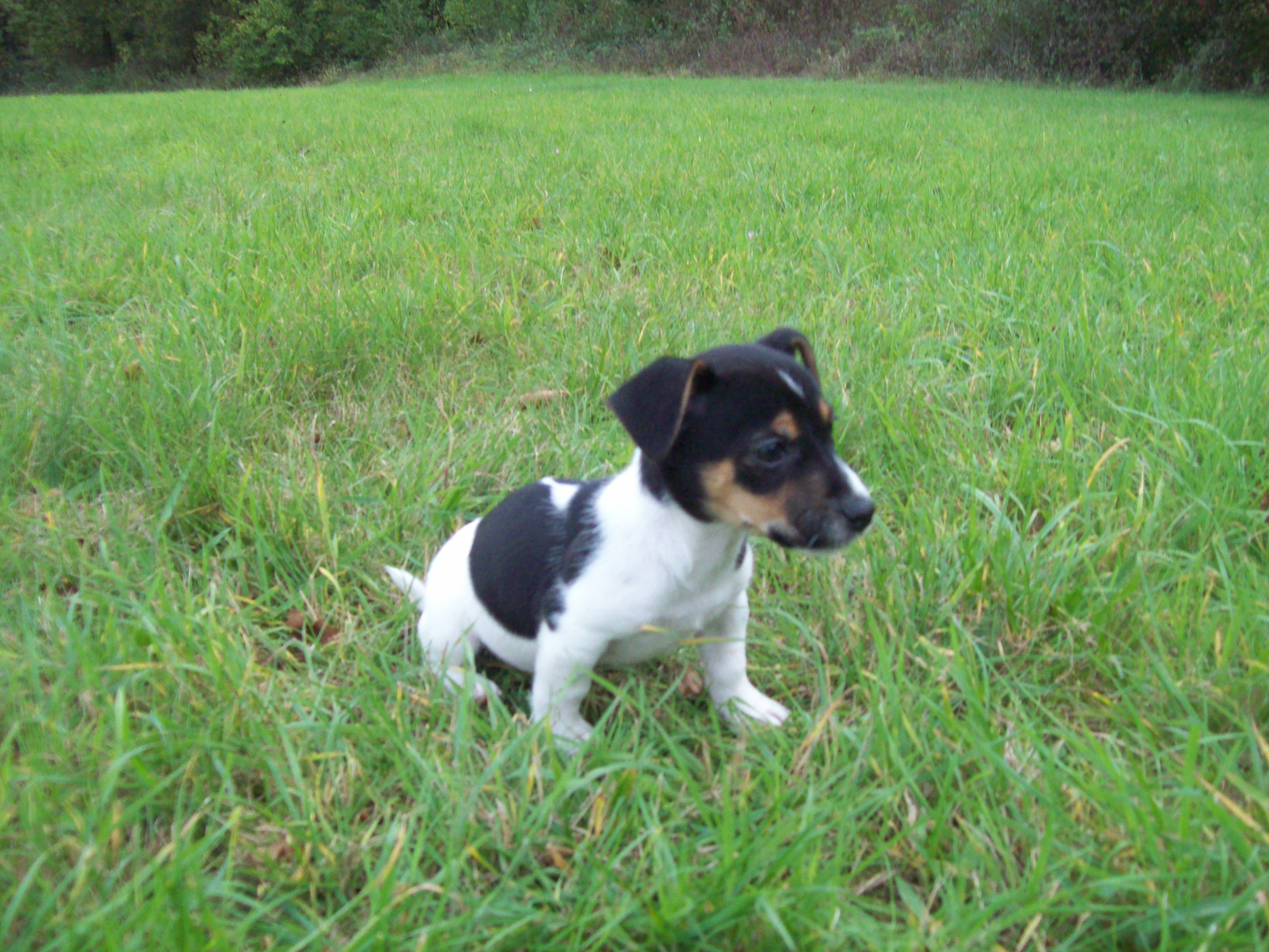 Jack russel Welpen tricolor in Iserlohn  Tiere  Kleinanzeigen