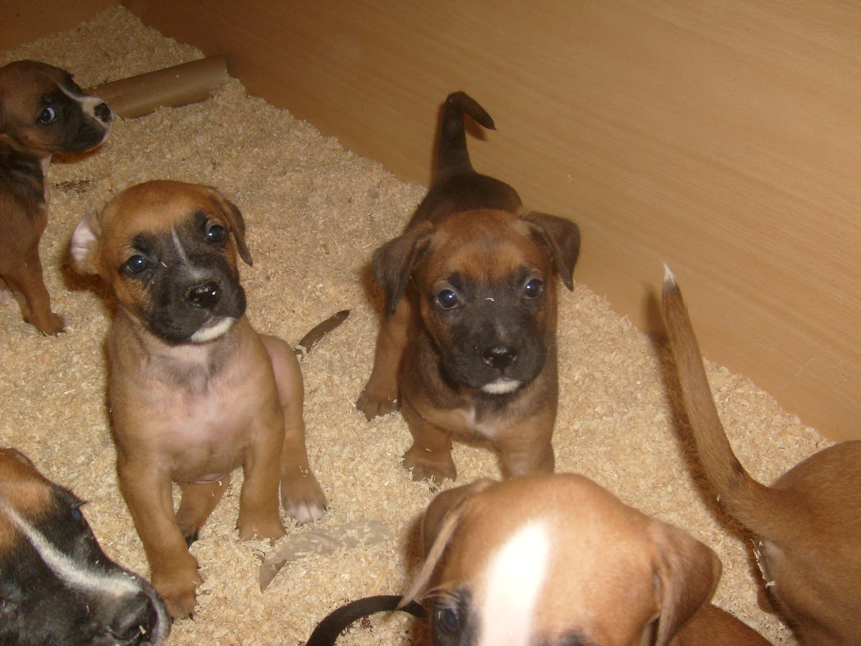 American Staffordshire Terrier Boxer Mix Welpen Goldenacresdogs Com