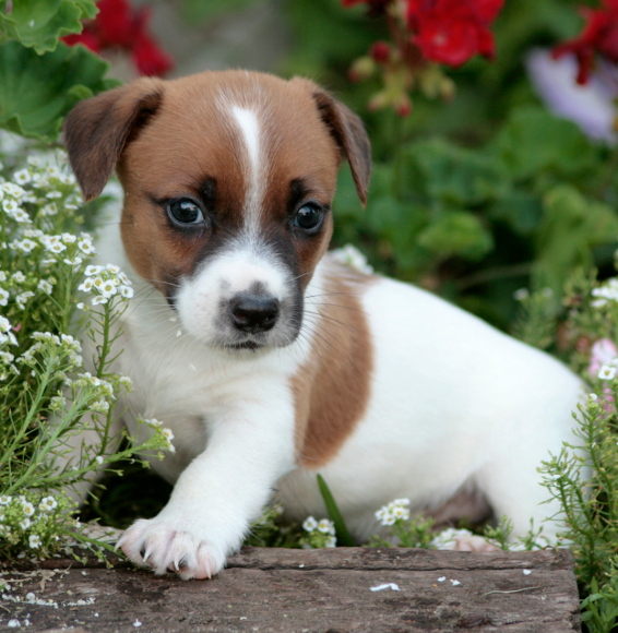 Jack Russell Terrier Welpen in 40547 Tiere Kleinanzeigen