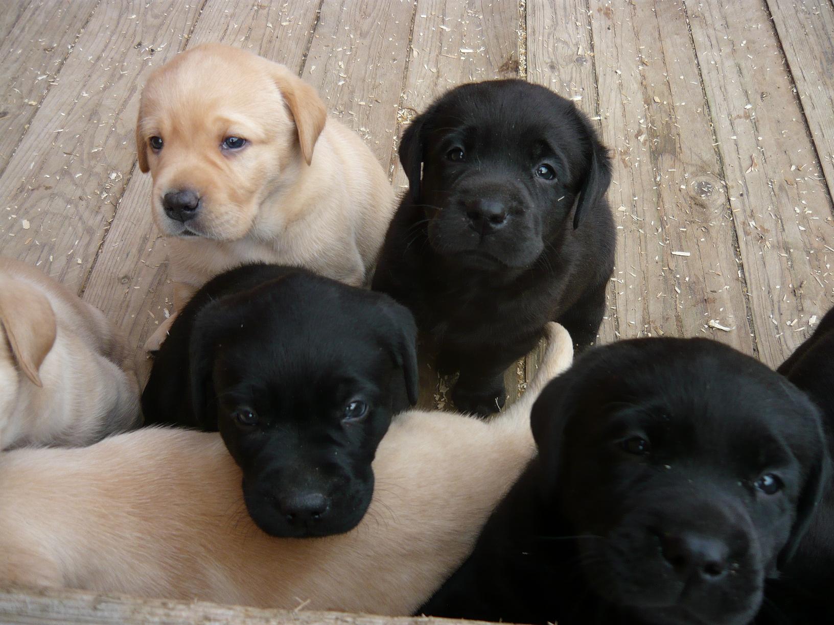 Labrador Retriever Welpen zu verkaufen in Rietzel - 459765