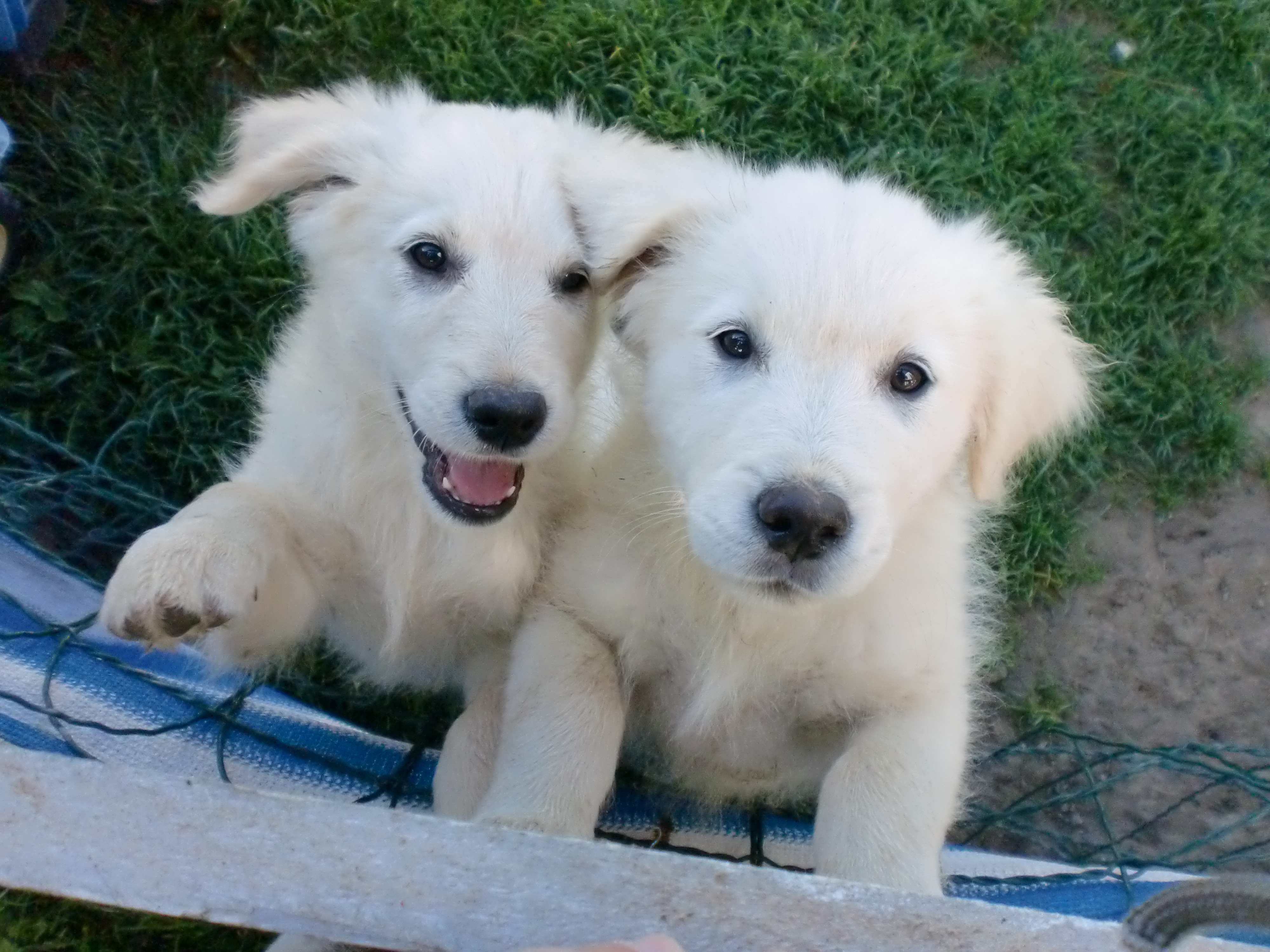 Golden Retriever Labrador Mix Welpen in Eitorf/Rankenhohn - 471218