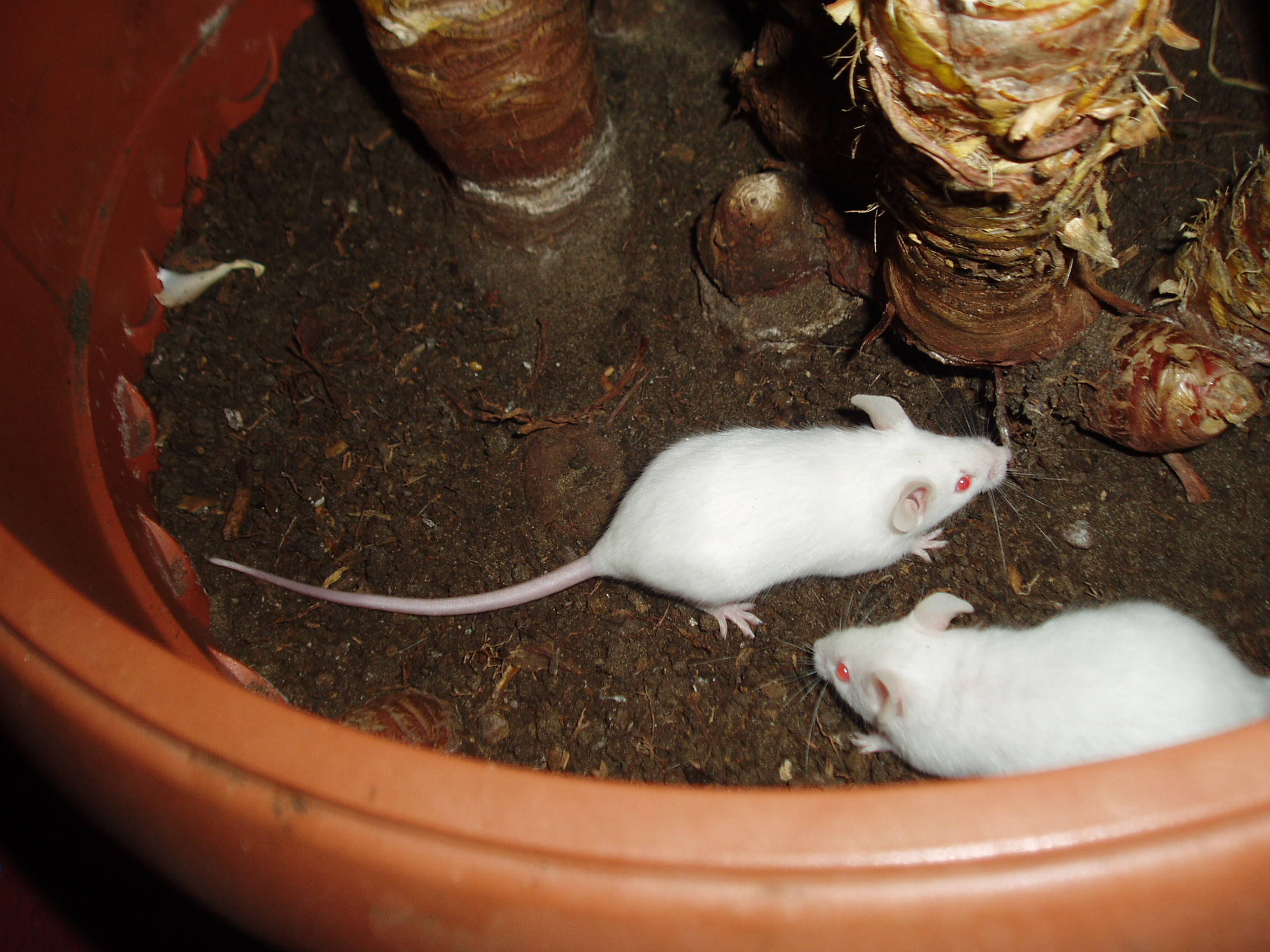 Verschenke weiße Mäuse in falkensee | Tiere | Kleinanzeigen