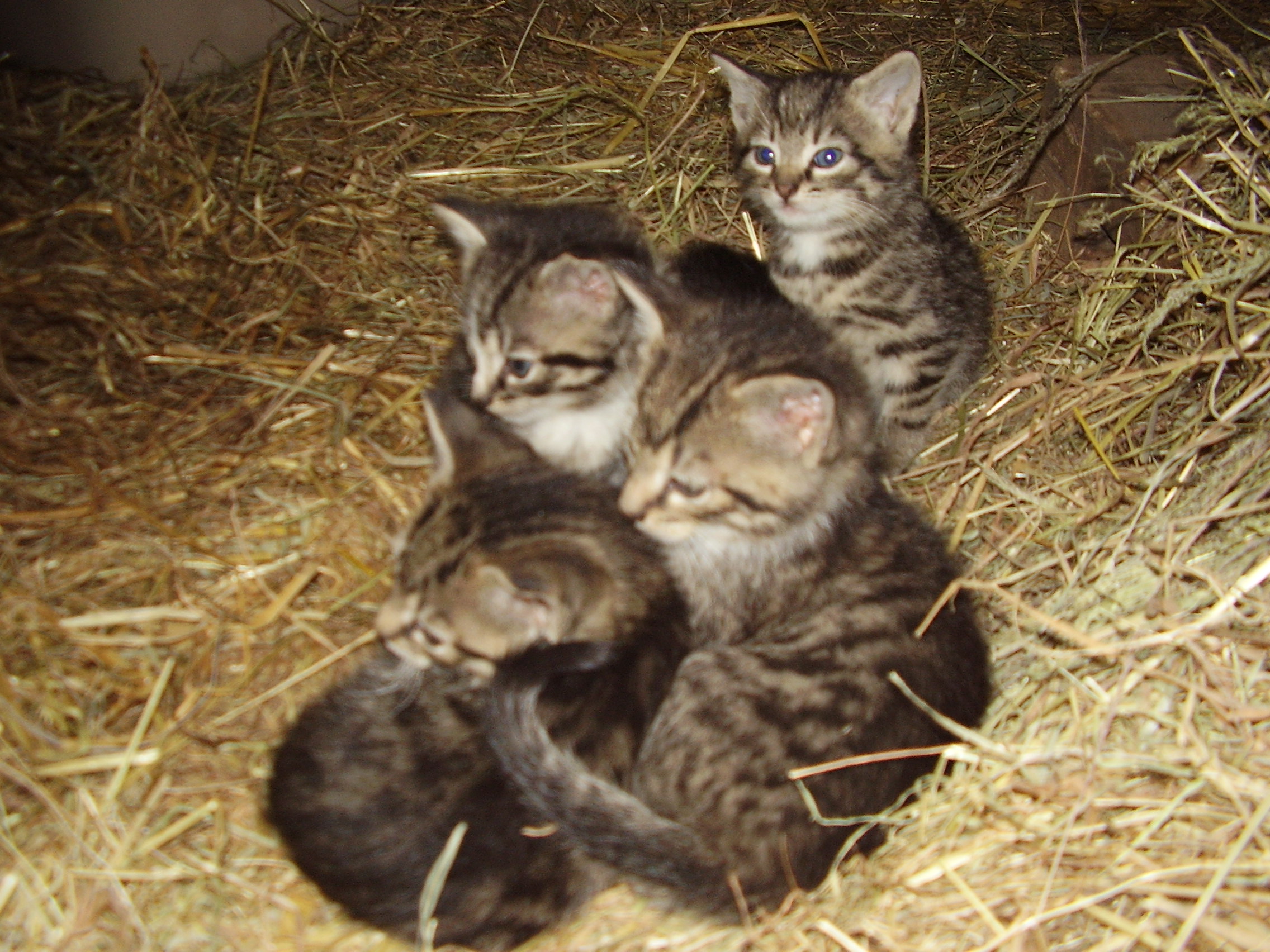 Tiere Kleinanzeigen Rheine Anzeigenmarkt Rheine Seite 13