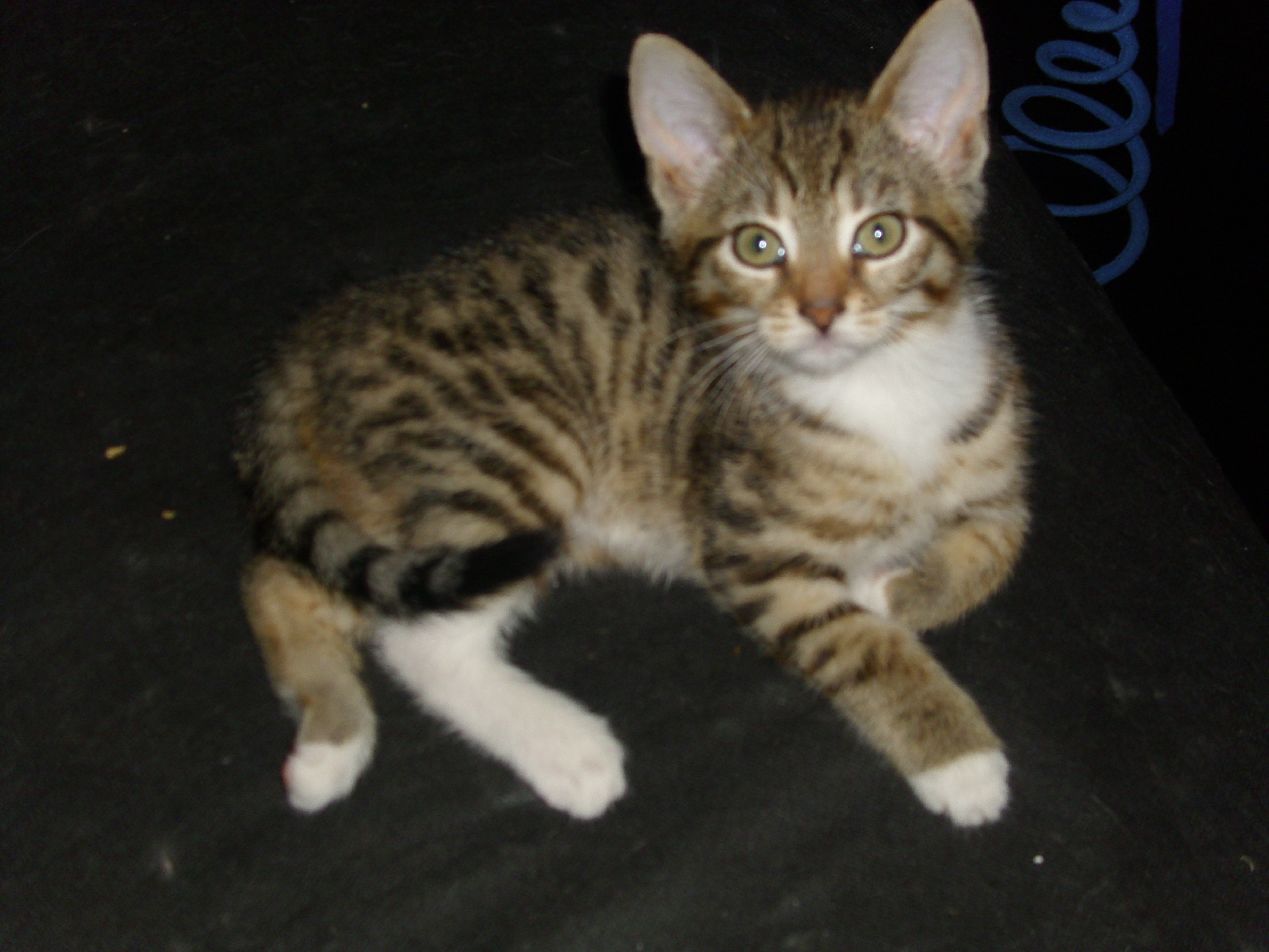Bengal Maine Coon Cat Mix Baby Black Kittens For Sale