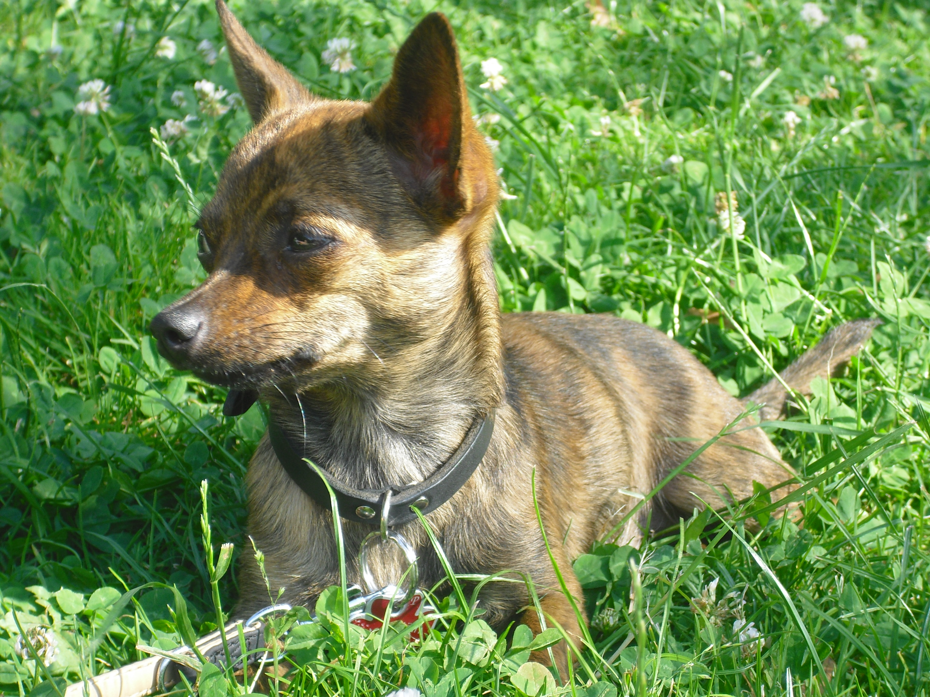 Chihuahua rattler mix cheap