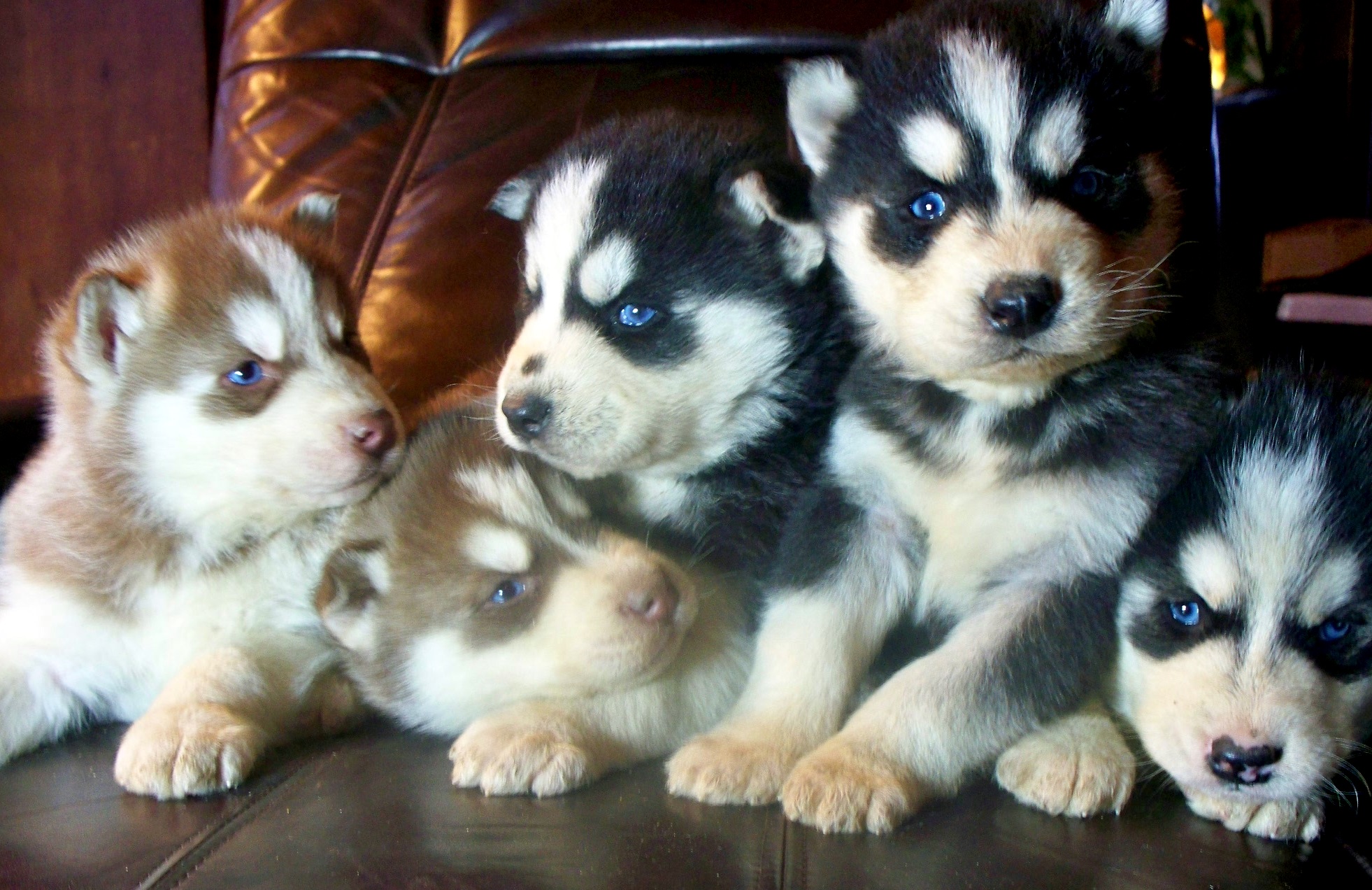 Cute Siberian Husky Rottweiler Mix Puppies