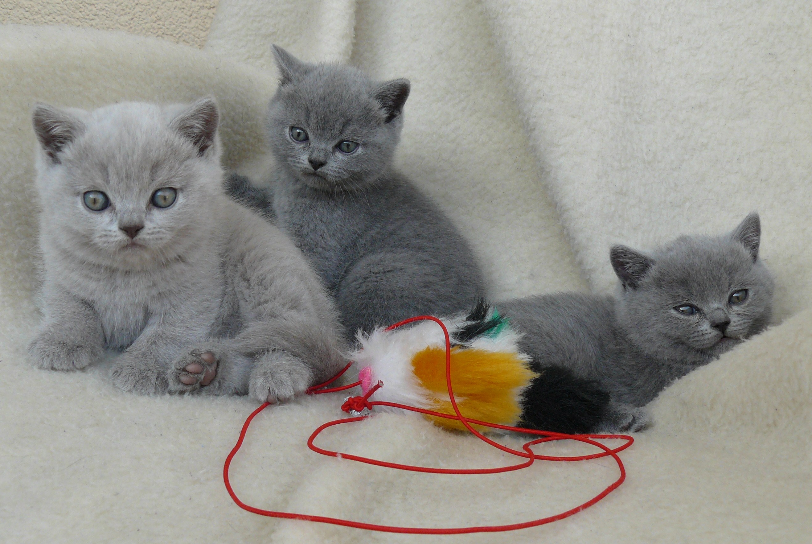 Drei Süße Bkh Katzenwelpen Suchen Ein Zuhause In Leichlingen