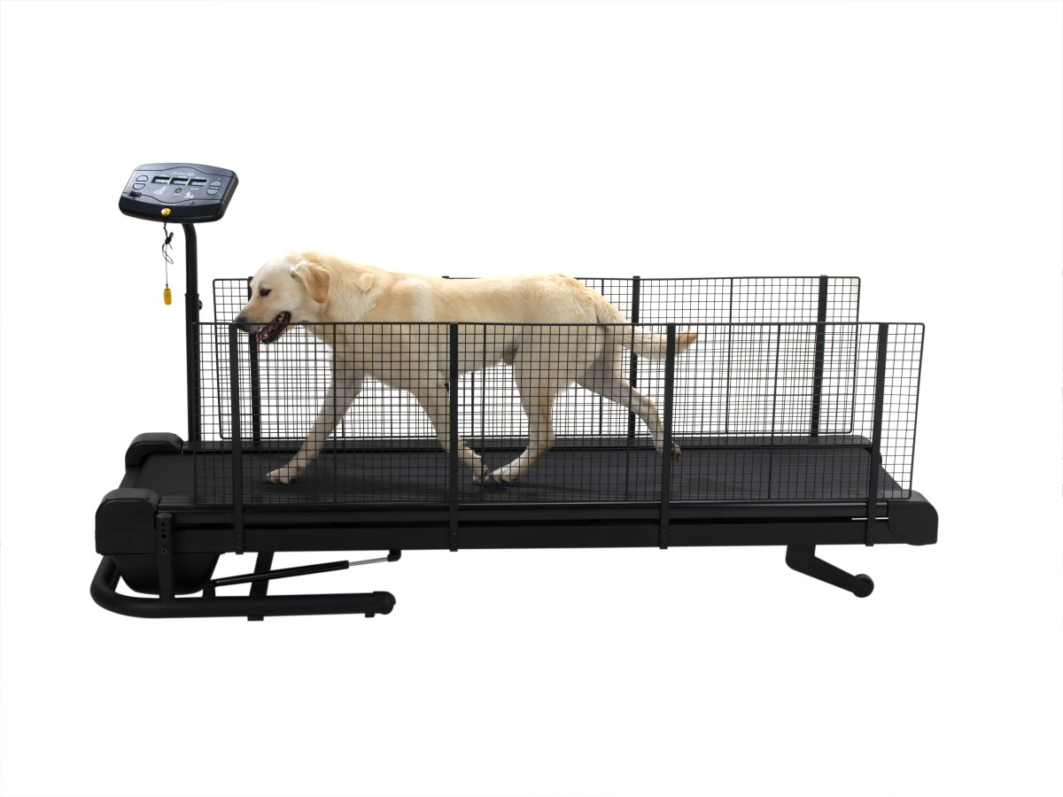 Hundelaufband Laufband für Hunde Fit Fur Life in Weilmünster Tiere