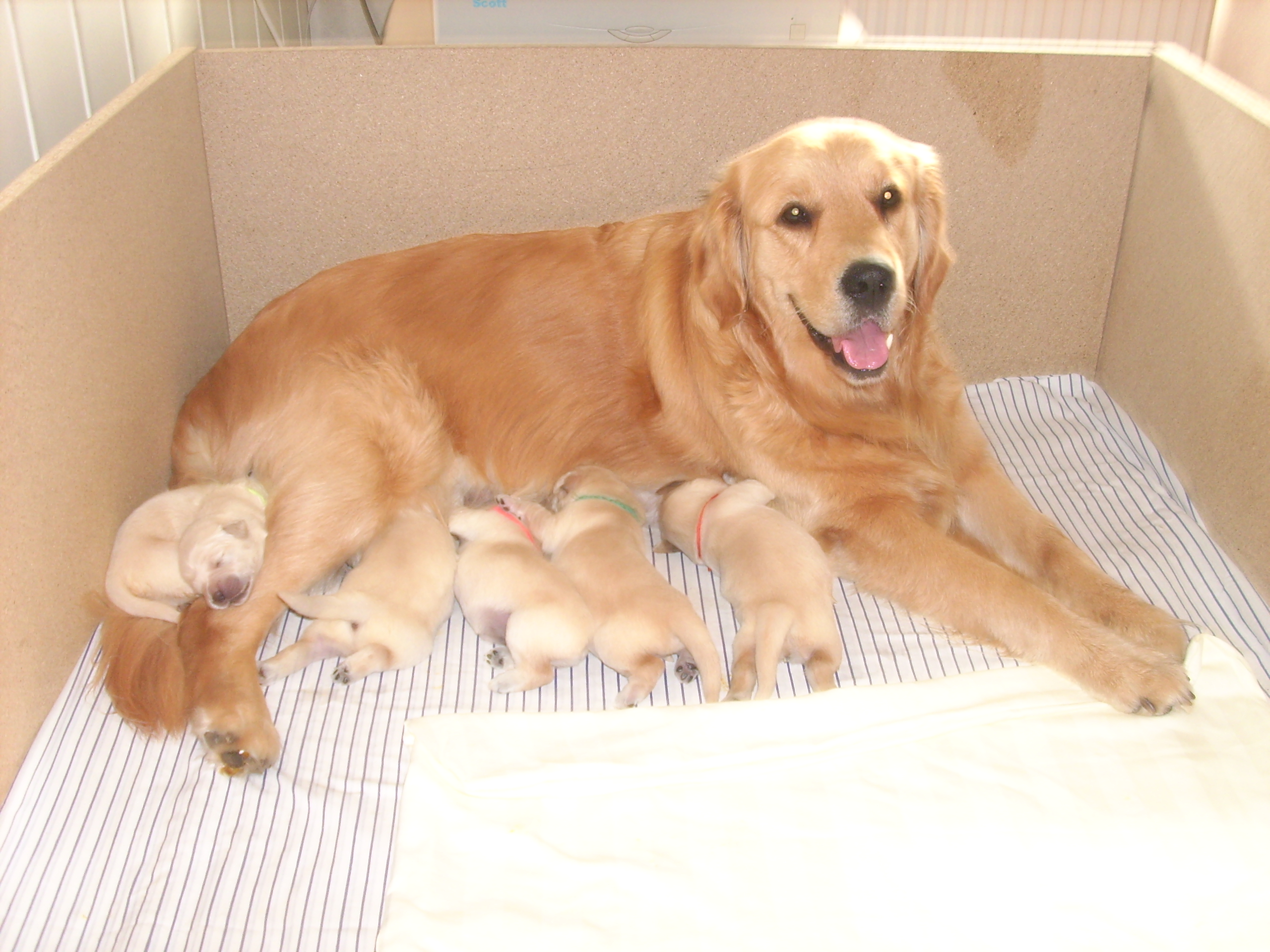 Golden Retriever Welpen in Magdeburg - 559291