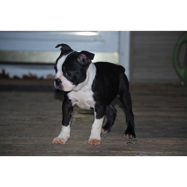 Boston Terrier Welpen Boston Terrier Welpen in Stuttgart | Tiere