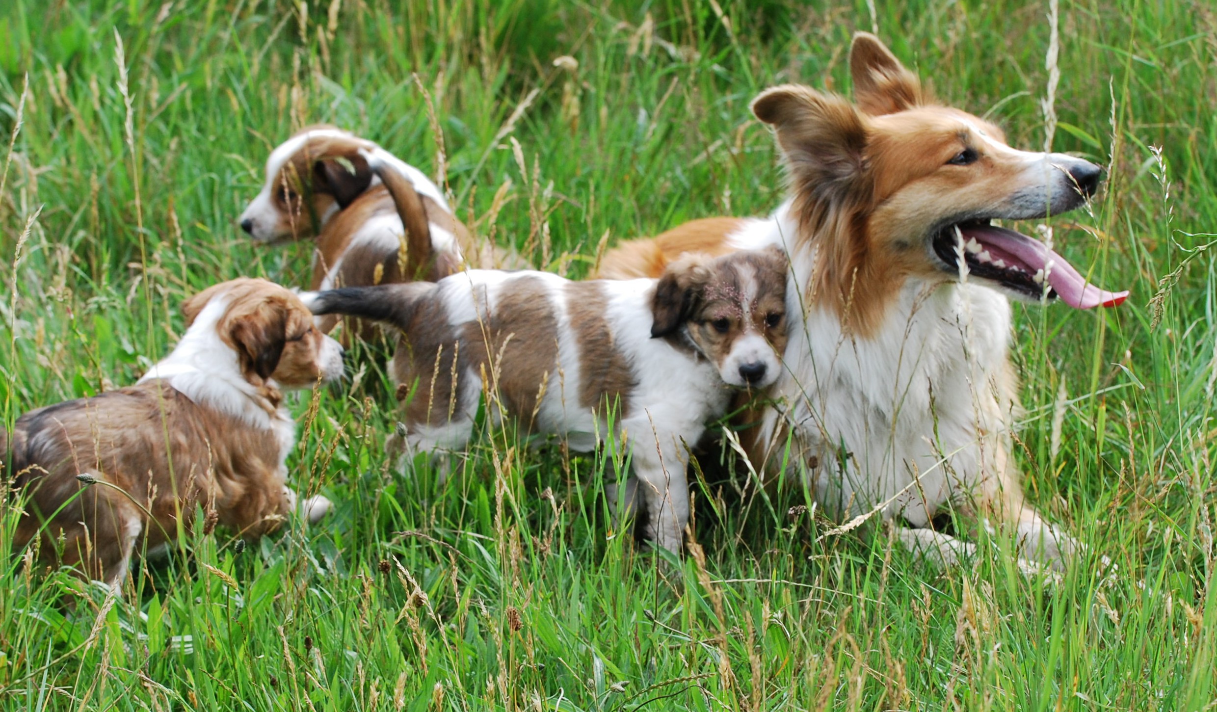 23+ Australian Shepherd Border Collie Puppy Mix