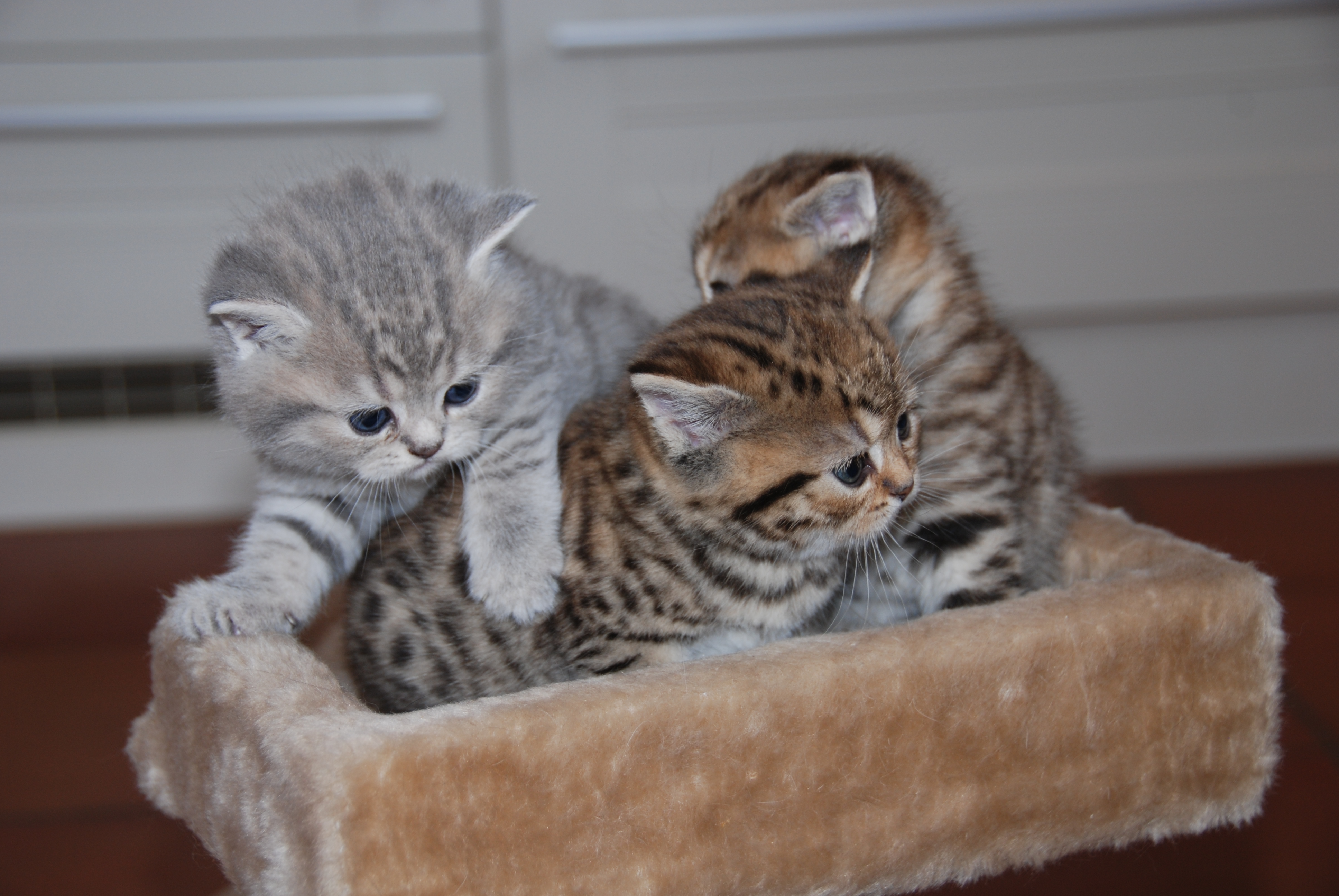 Bkh Kitten Abzugeben Whiskas Britisch Kurzhaar In Buchholz