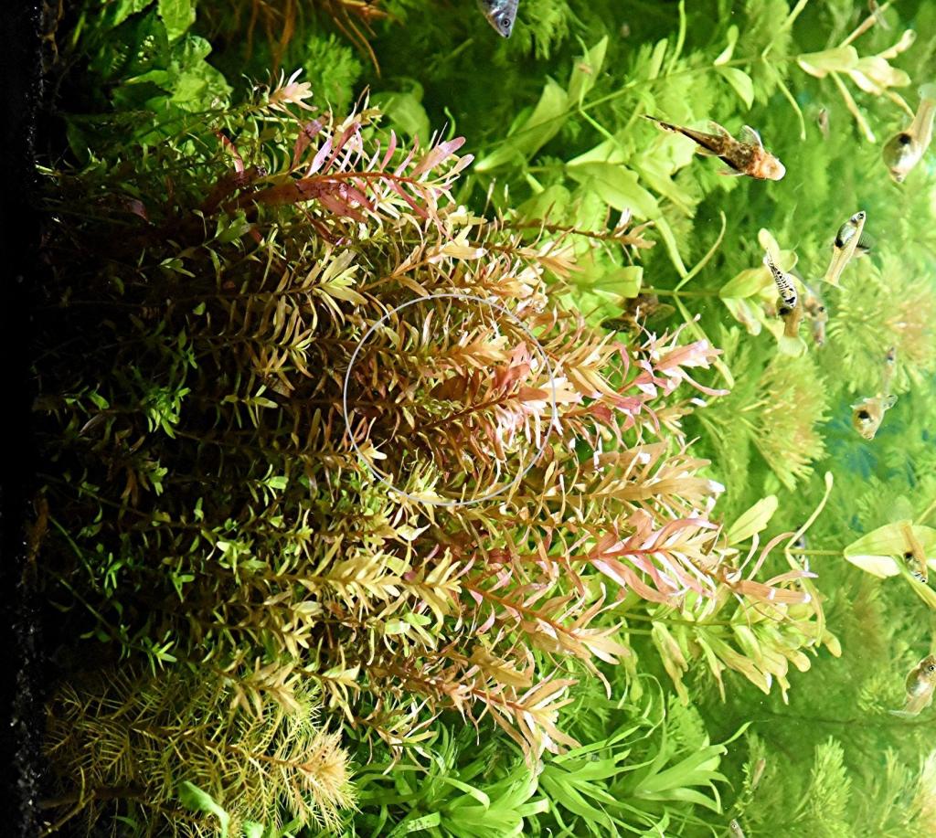 indische Rotala Aquariumpflanzen Versand in Mechernich Tiere
