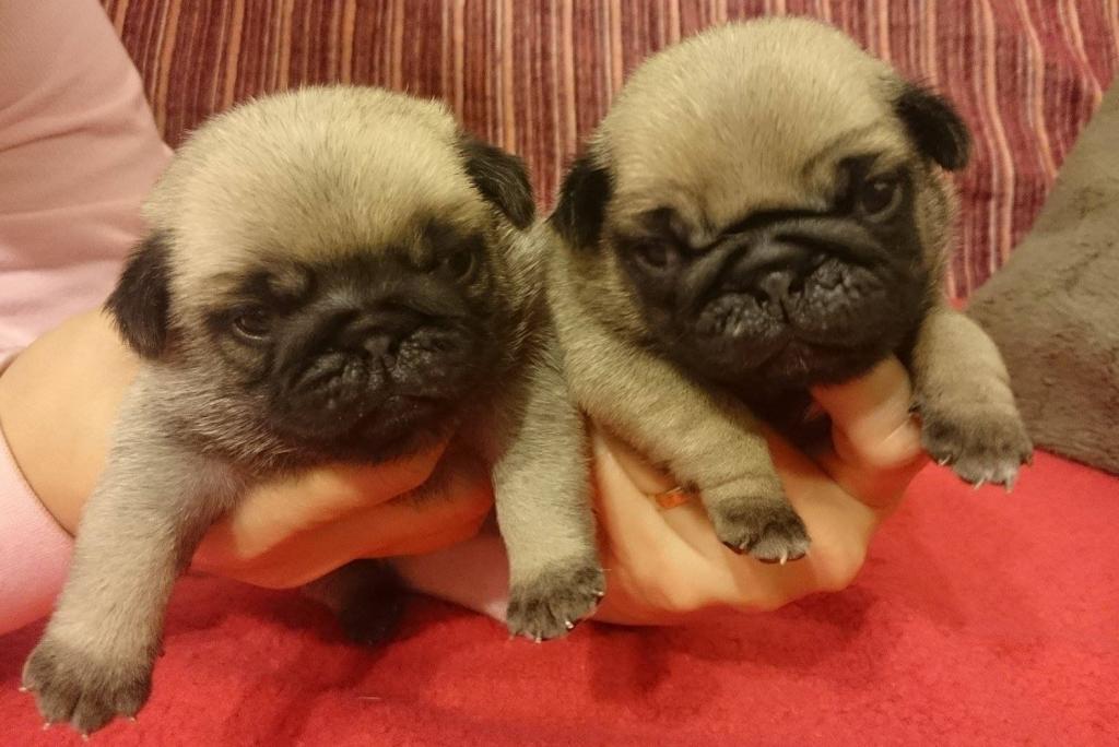 Mops Qualitäts Welpen mit Stammbaum FCI beige und schwarz in Regensburg Tiere Kleinanzeigen