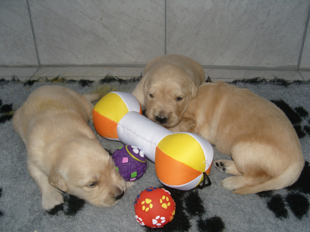 Labrador Retriever Welpen in schwarz und schoko in Lauda - 7HkSZ2JliUaw