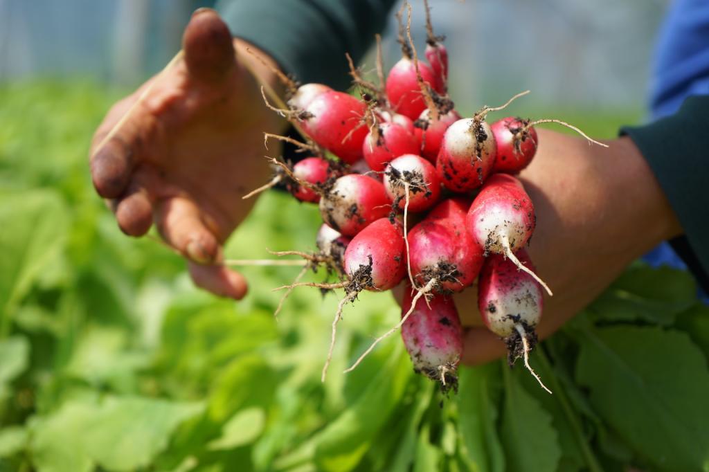 Gemüsegarten Garten Acker Feld zur saisonalen Pacht in