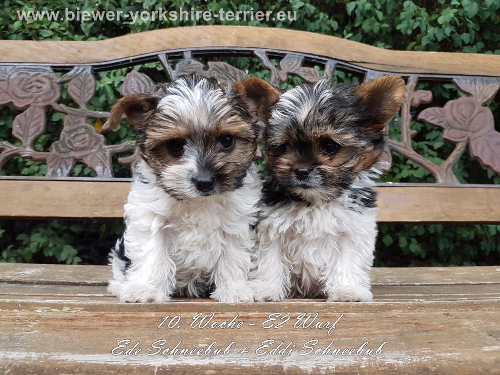 Biewer Yorkshire Terrier Welpen in Mölln | Tiere | Kleinanzeigen