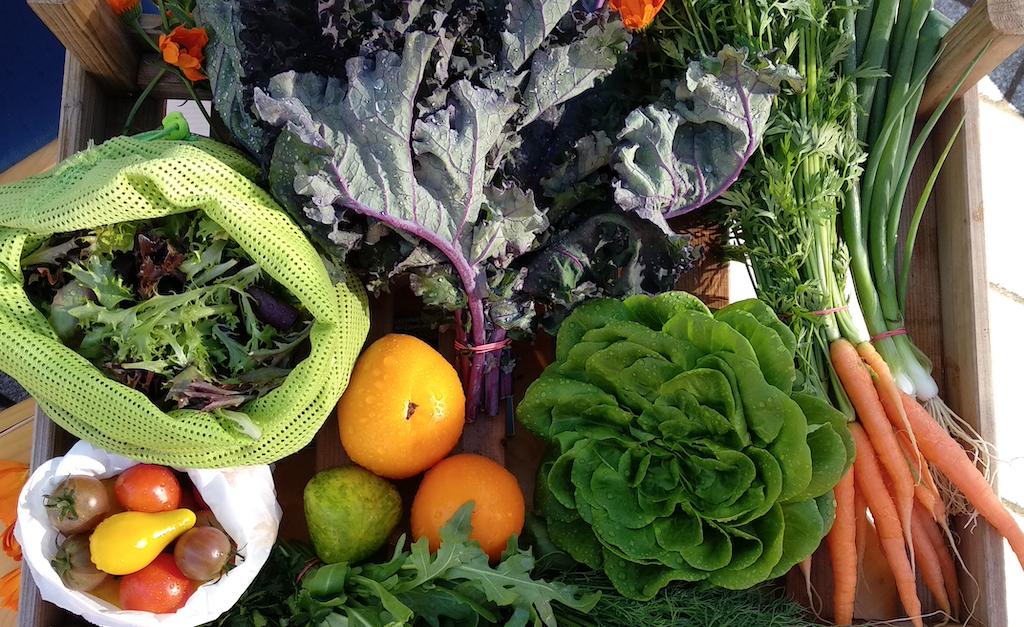 Gemüsegarten Garten Acker Feld zur saisonalen Pacht in