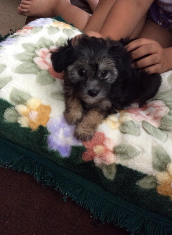 Chinesischer Crested Hund Powder Puff Mädchen in Komotau Tiere