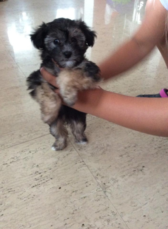 Chinesischer Crested Hund Powder Puff Mädchen in Komotau Tiere