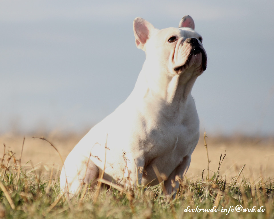 Französische Bulldogge Deckrüde creme fawn blue Schecke in Hettstedt Tiere Kleinanzeigen