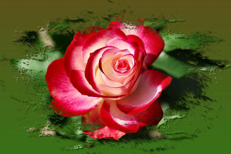 Kostenlose Foto Tulpen Hintergrundbild Blumenstrauss Lila