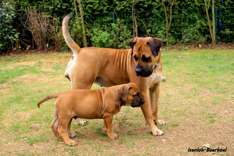 South African Boerboel Welpen in Iserlohn Tiere Kleinanzeigen