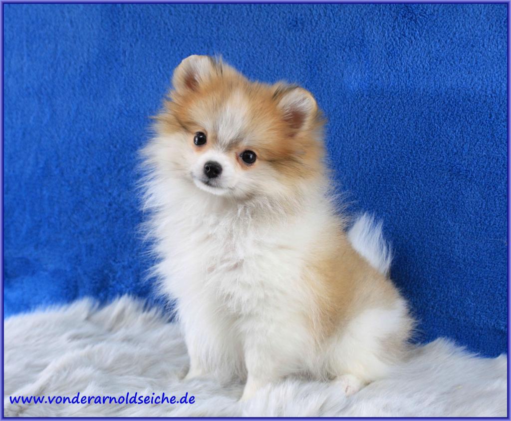 Teacup Pomeranianwelpen orangegescheckt in Rodalben Tiere Kleinanzeigen